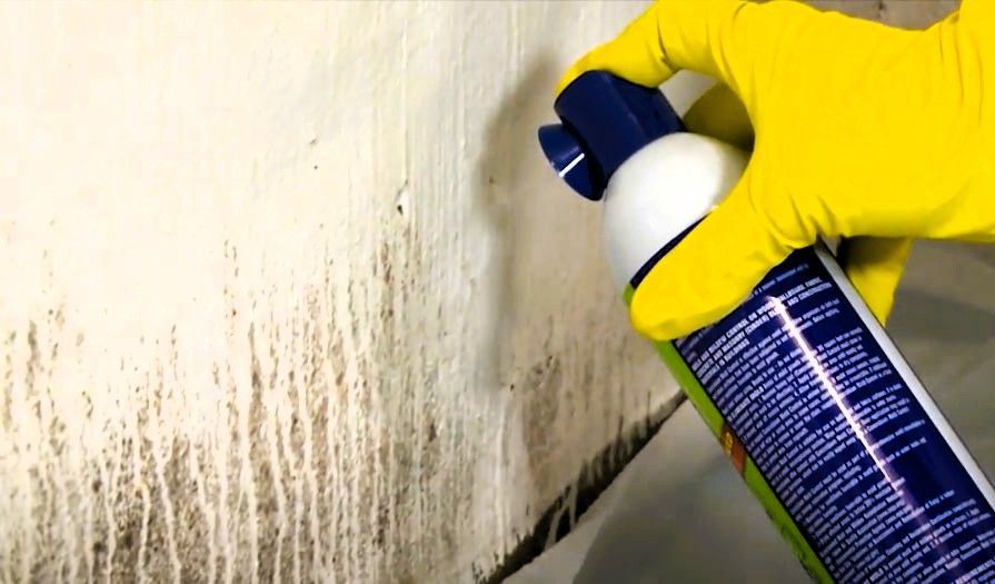 Hand in a yellow glove holding a spray bottle against mold-infested wall.