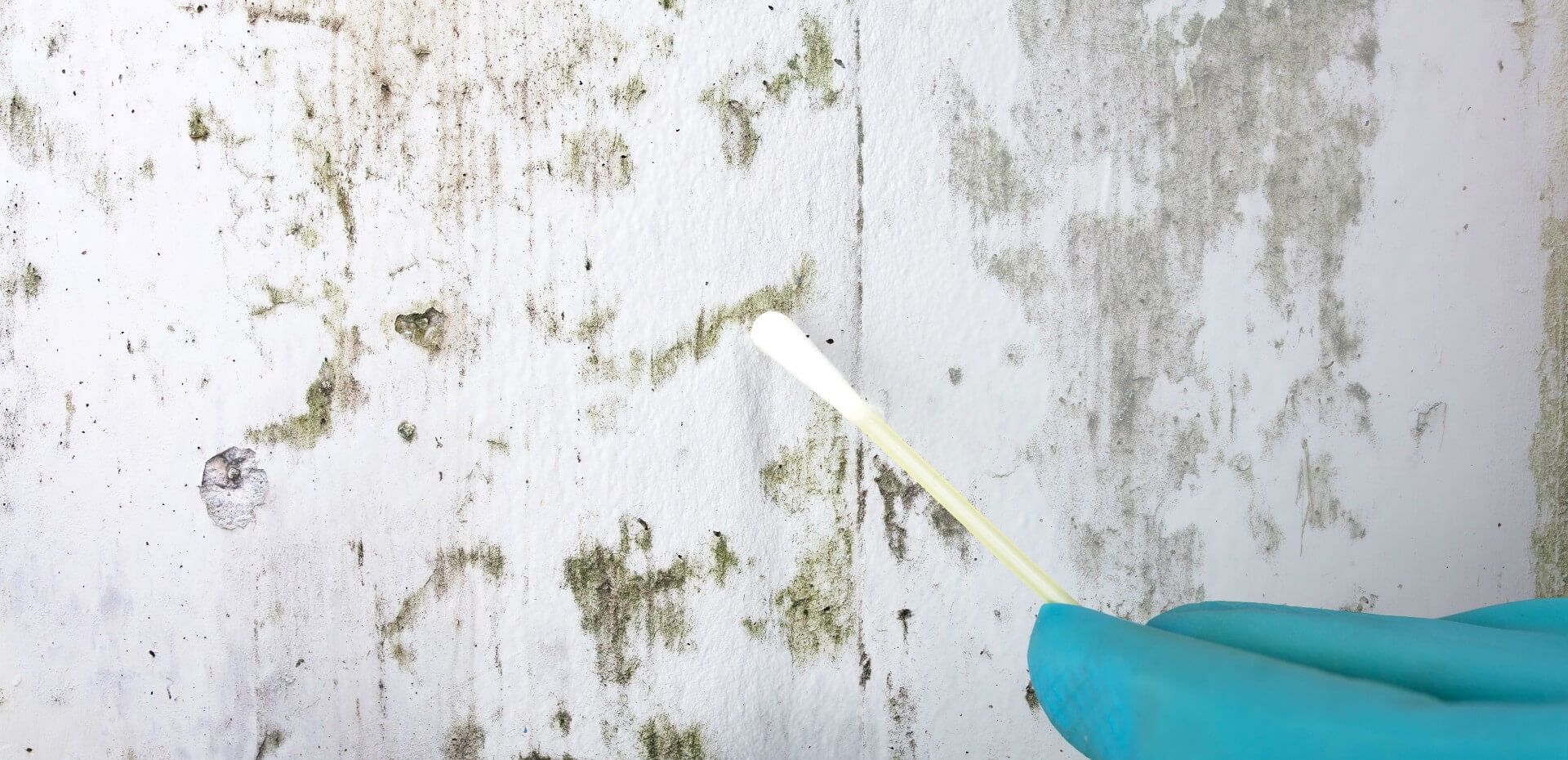 5 Types of Common Household Mold You Should Know About