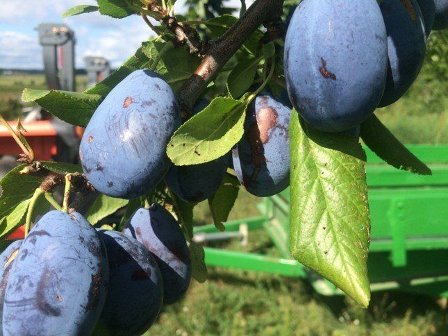 blue fruits