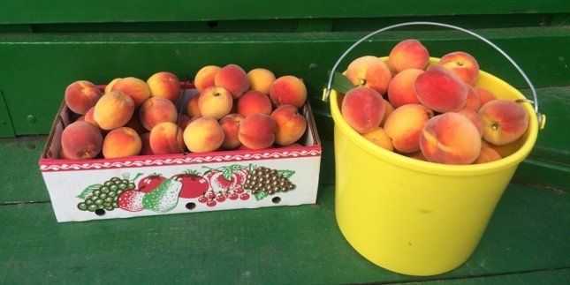 orange and yellow colored fruit