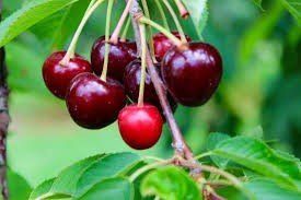cherries