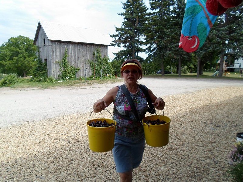 woman brings her collection from the orchard
