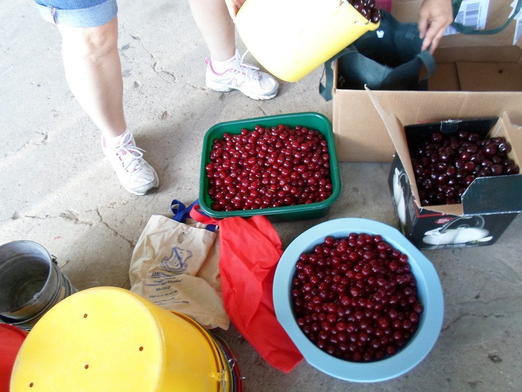 fruits