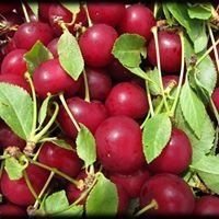 cherries