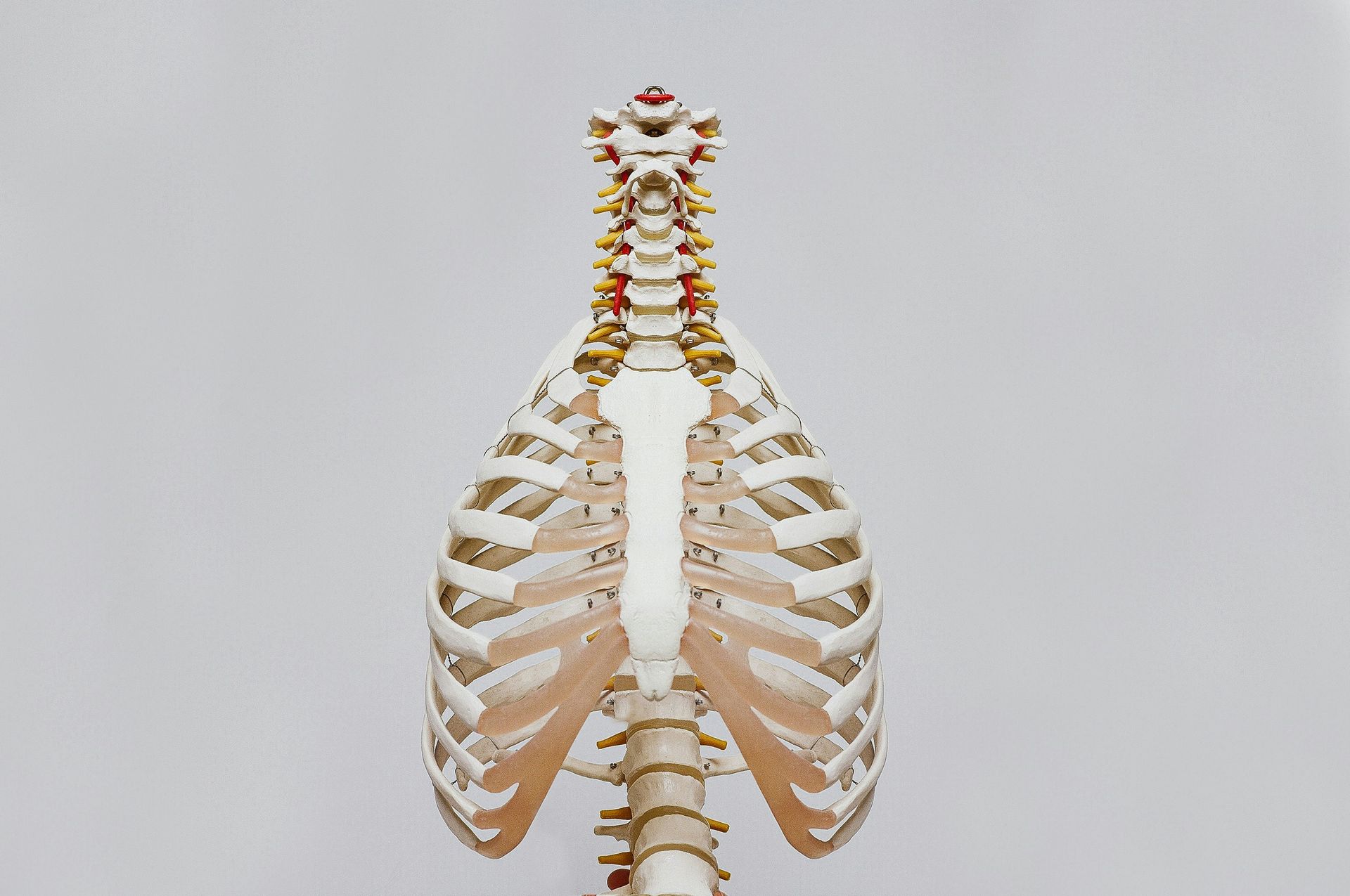 Skeleton's rib cage, sternum, and spine. Beige ribs, white sternum, yellow and red spinal bones, against a plain background.