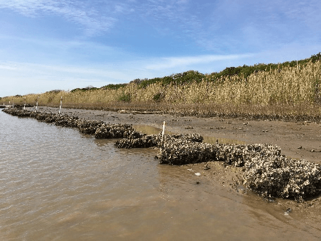 A row of oysters growing on the shore of a body of water - Baton Rouge, LA - Coastal Environments, Inc.
