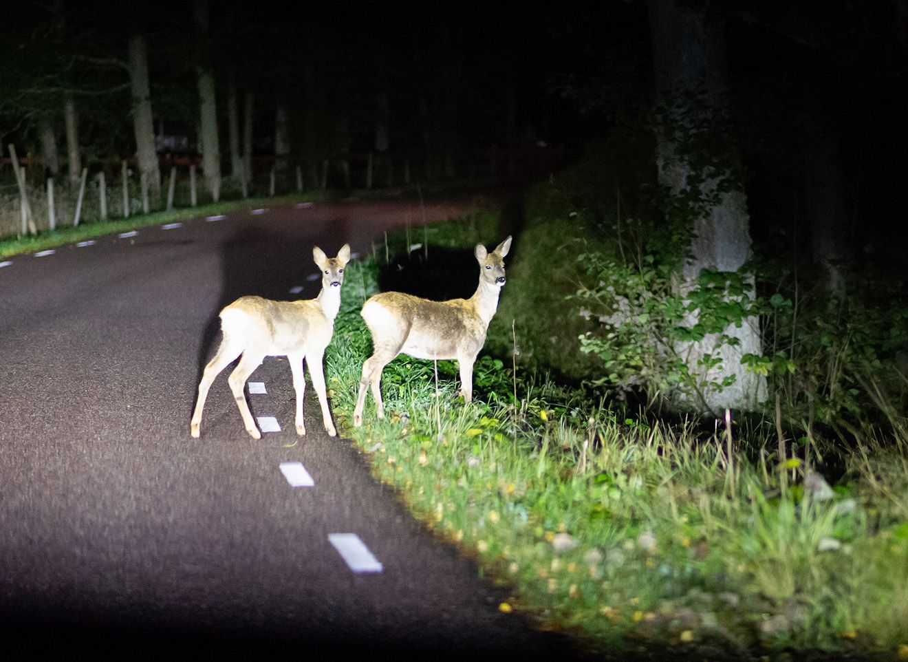 Two deer are standing on the side of a road at night.