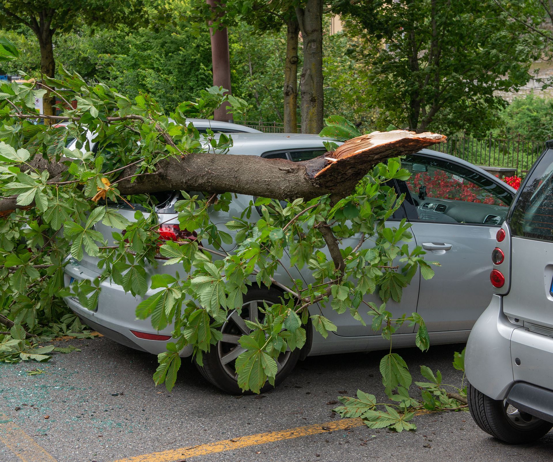 A car that has been damaged by a tree branch.
