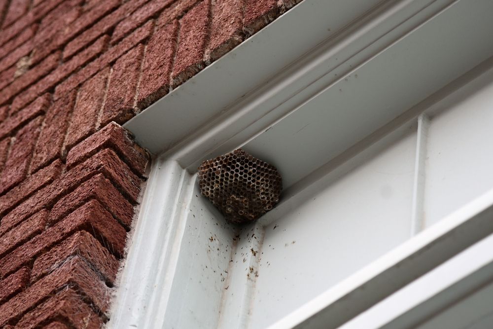 Small Circular Honeycomb Wasp Nest on White Door Frame — Termite Control in Toowoomba, QLD