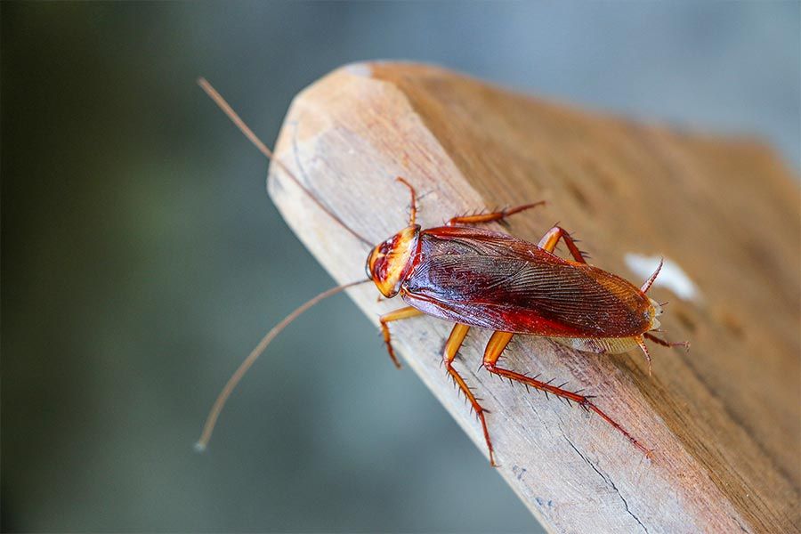 Cockroach — Pest Control in Toowoomba, QLD