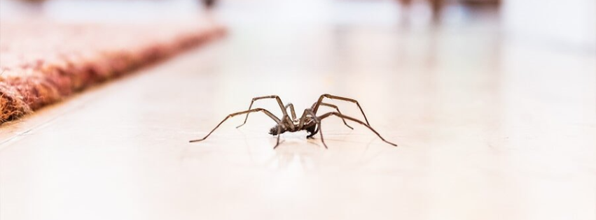 Spider which requires pest control in Toowoomba - Holloway & Co Carpet Cleaning & Pest Control