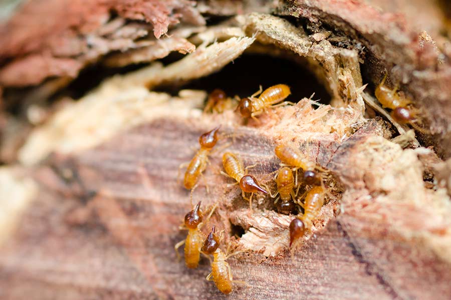 DIY termite control vs Professional Termite control Toowoomba