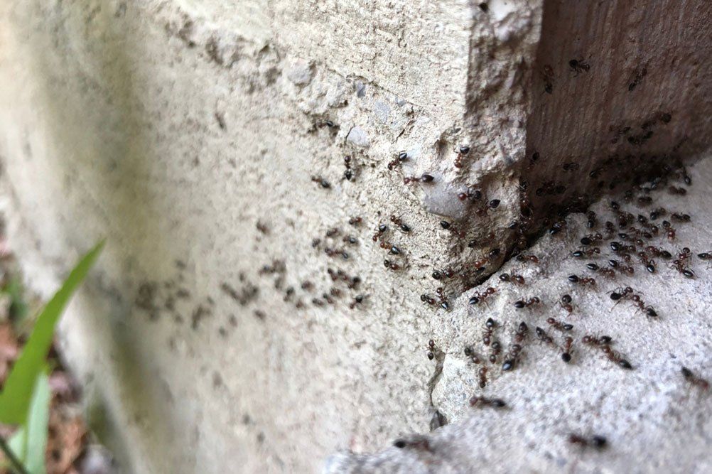 Colony Of Ants — Termite Control in Toowoomba, QLD