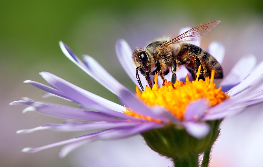 Bee On A Flower