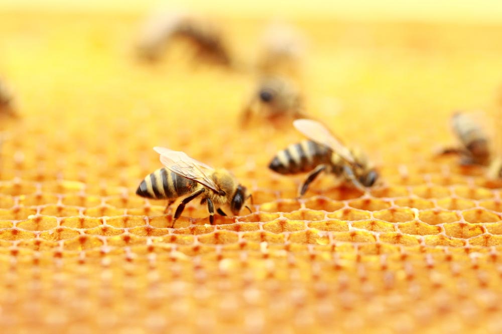 Bees On Honeycomb
