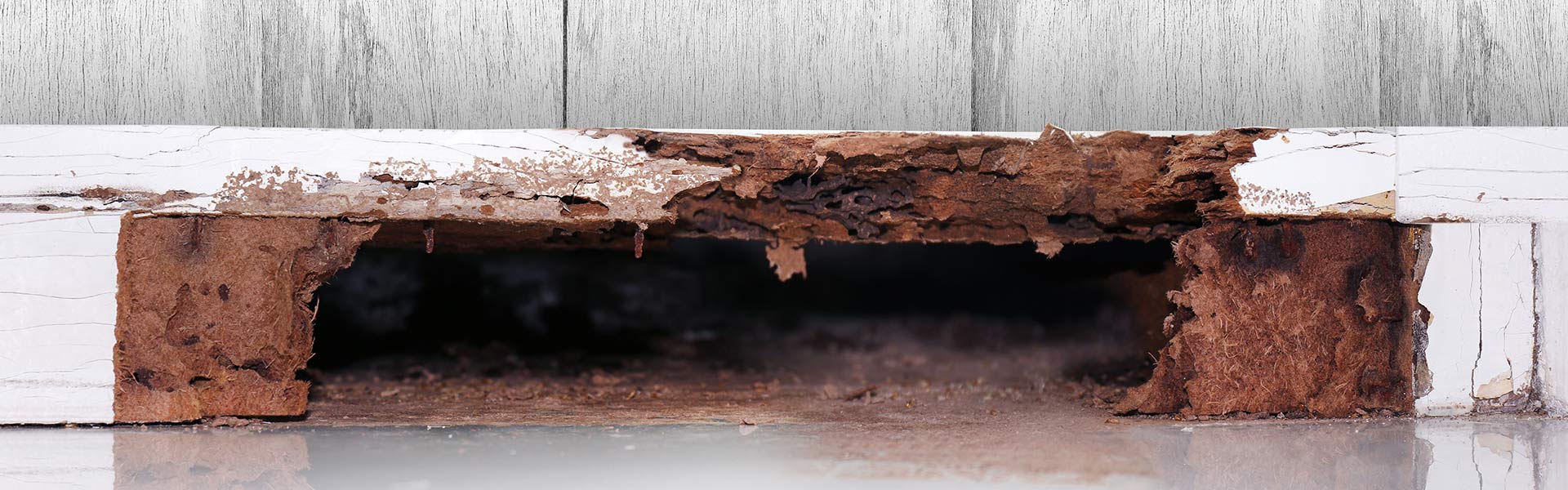 5 Reasons Why Ignoring A Termite Infestation Is A Bad Idea