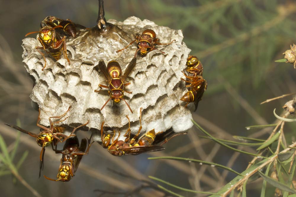 Wasps On Their Nest