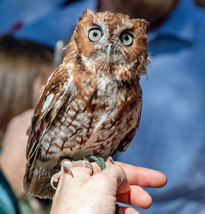 A person is holding a brown owl with green eyes