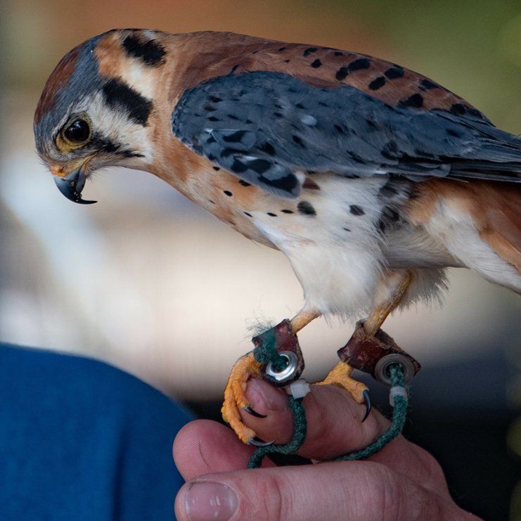A close up of a person holding a bird on their finger