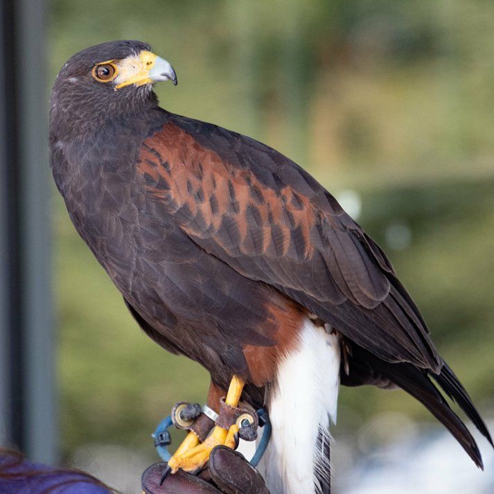 A bird with a yellow beak is perched on a person 's hand