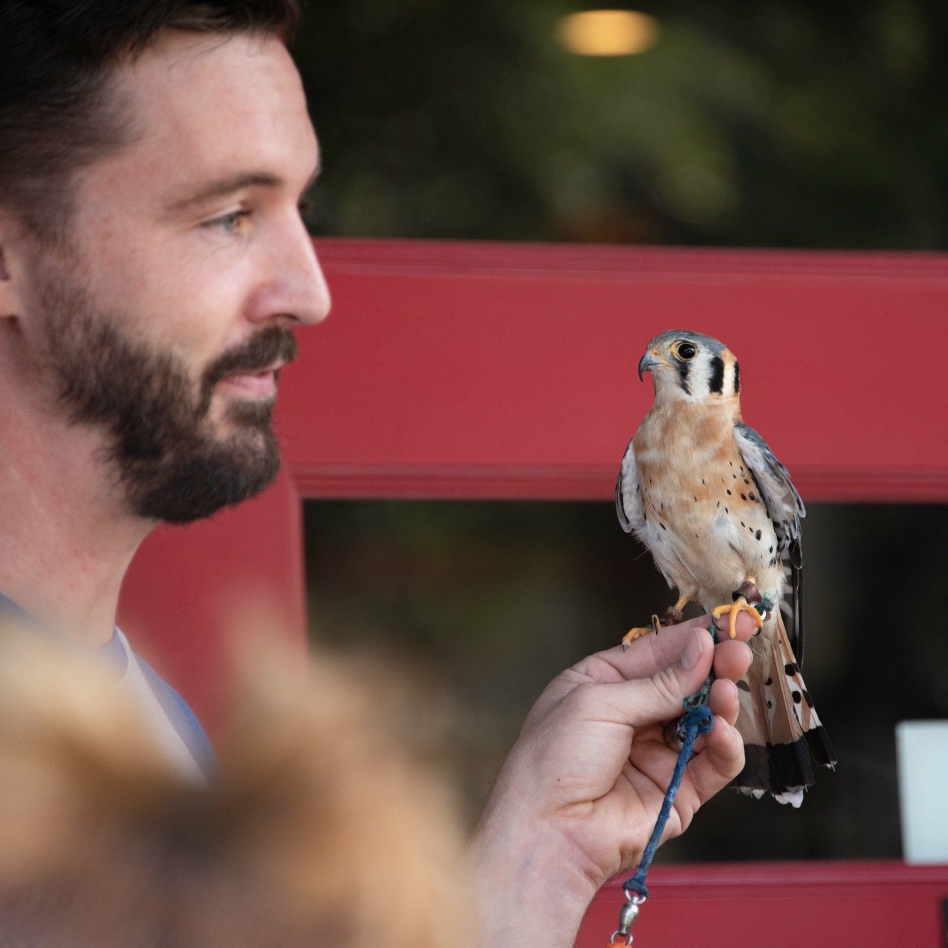 A man is holding a bird on a leash in his hand.