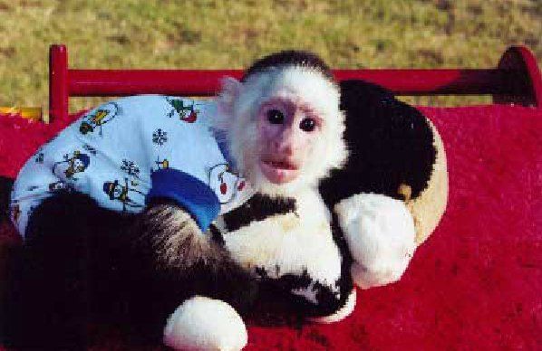 A small monkey wearing a blue shirt is laying on a stuffed animal.