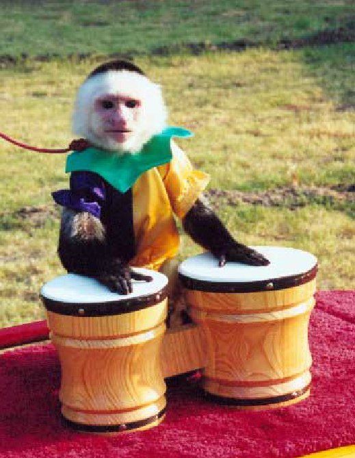 A monkey is sitting on a pair of wooden drums