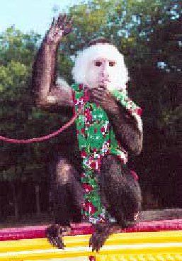 A monkey is standing on a trampoline wearing a green shirt.