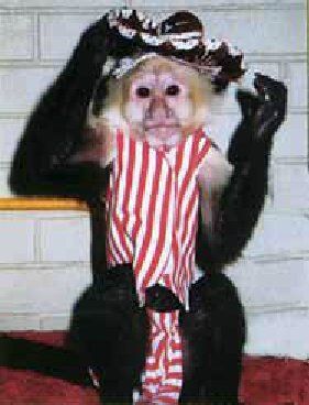 A monkey is wearing a striped shirt and a hat.