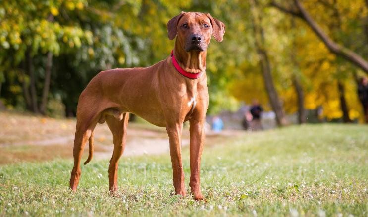 Rhodesian ridge-back standing tall