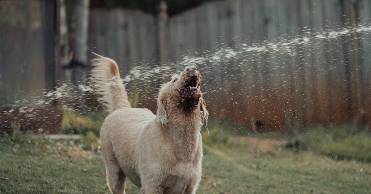 Dog mid bark