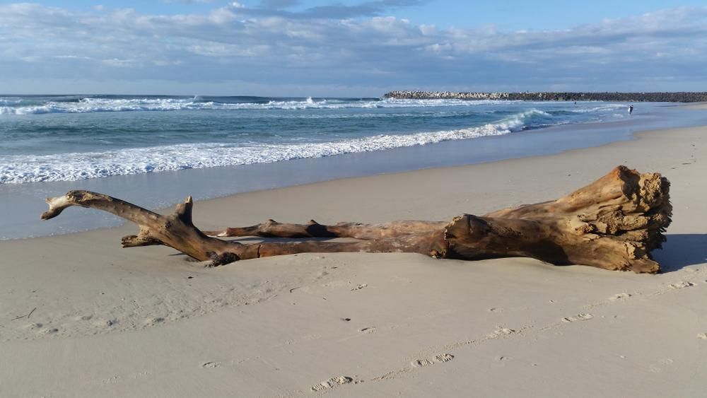 A Large Piece Of Driftwood Is Laying On The Beach Near The Ocean — The Woolmen In Ballina, NSW