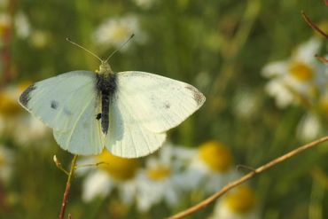 A white butterfly is sitting on a flower in a field.