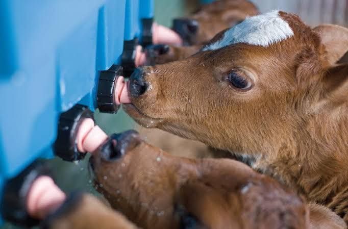A group of calves drinking milk from a blue container.