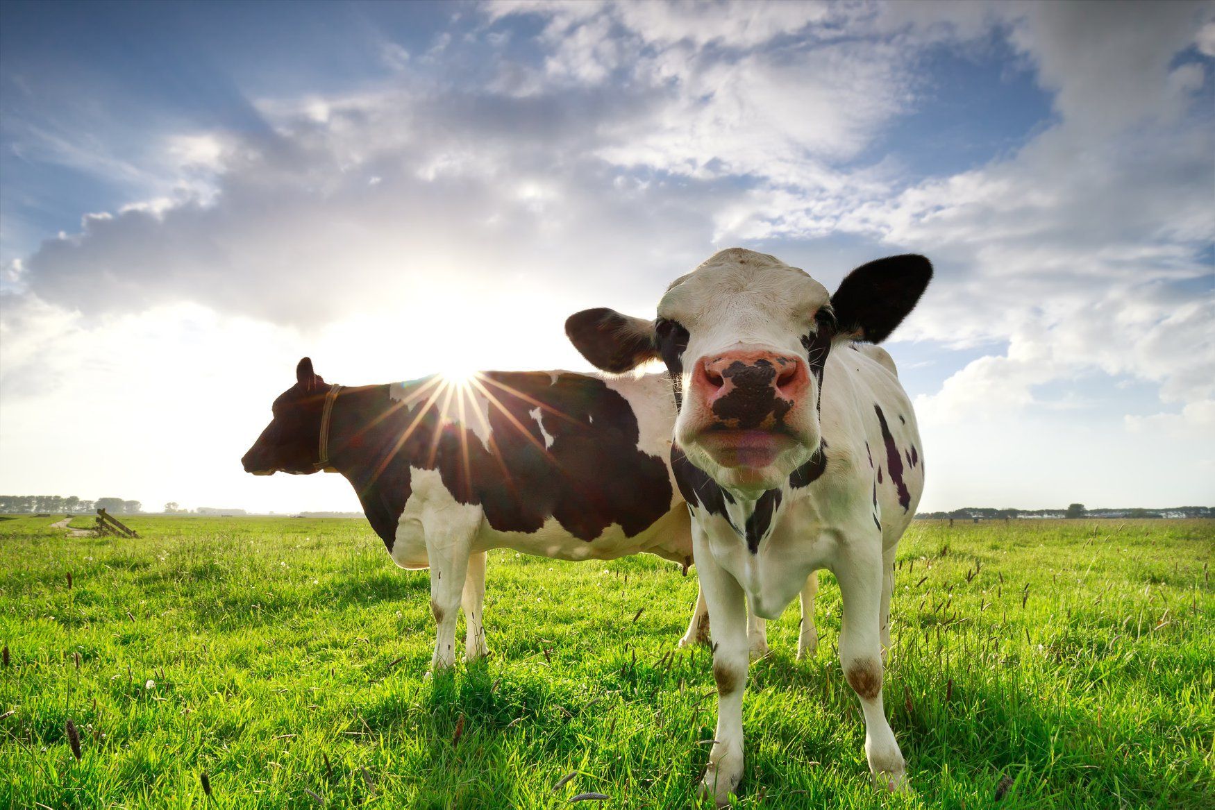 Two cows are standing in a grassy field looking at the camera.