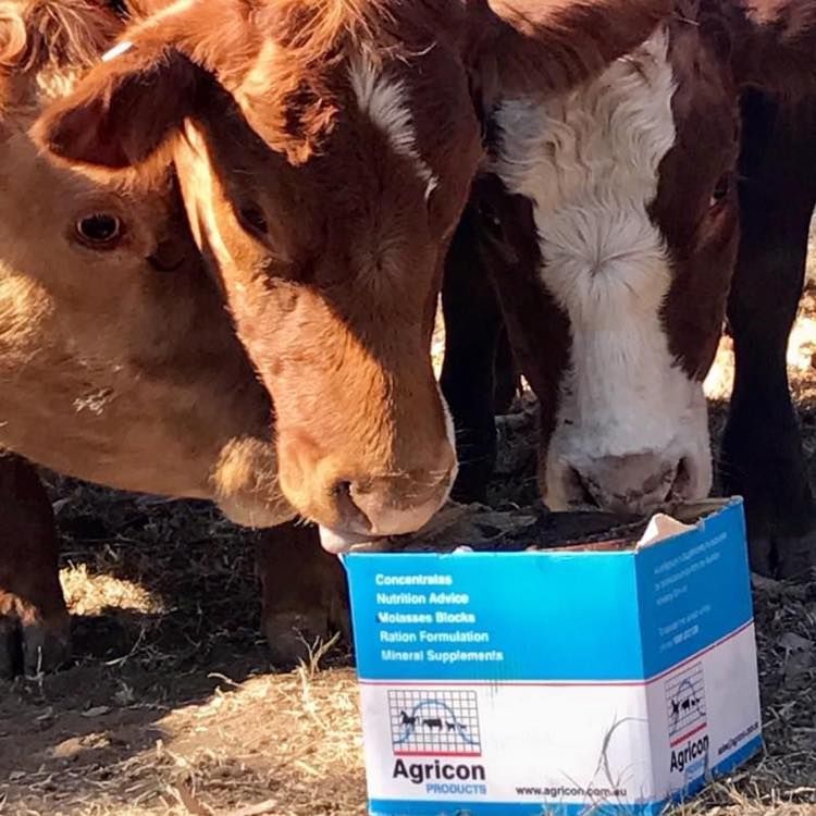 A group of cows standing next to a box that says agricon