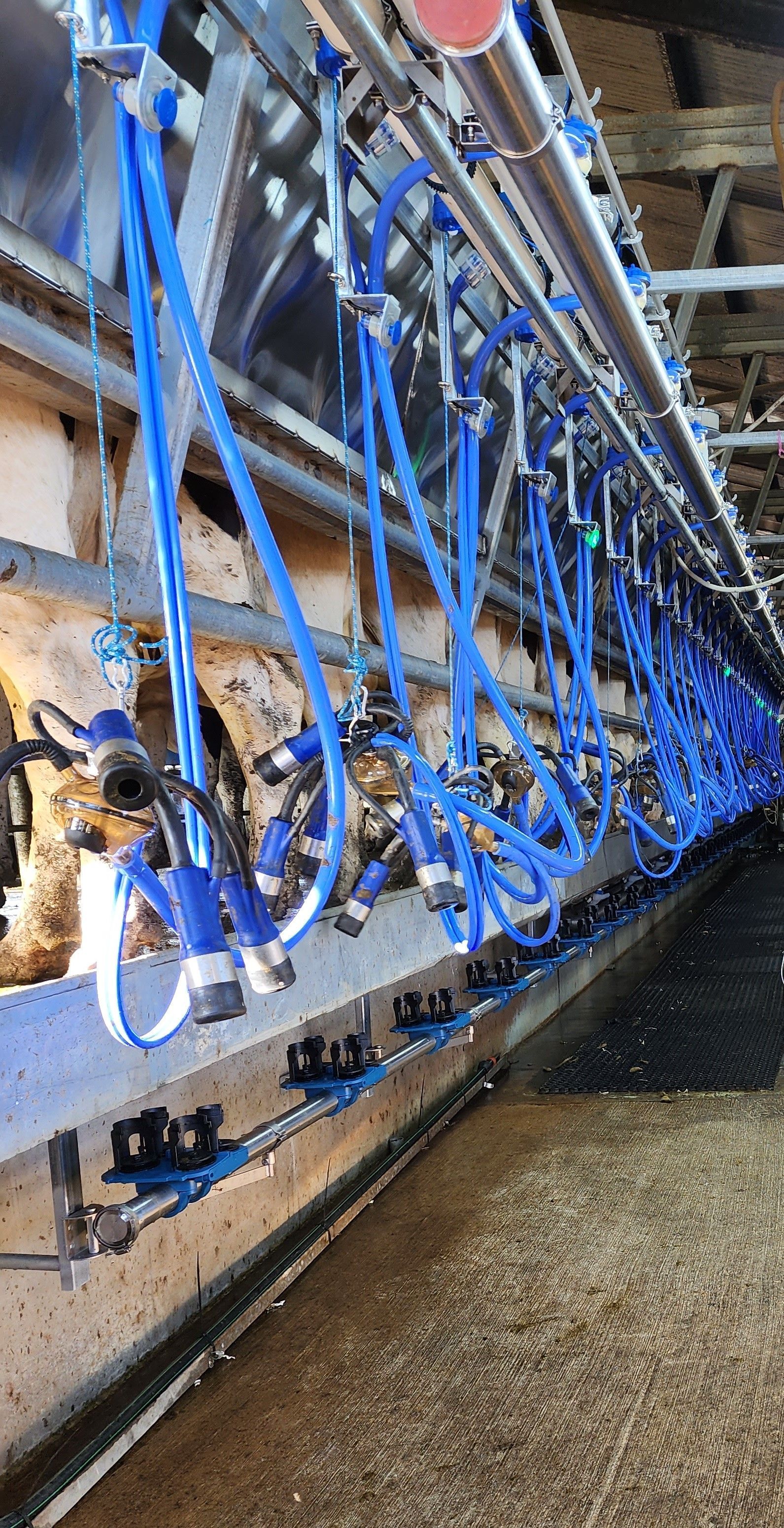 A man is petting a herd of calves wearing blankets.