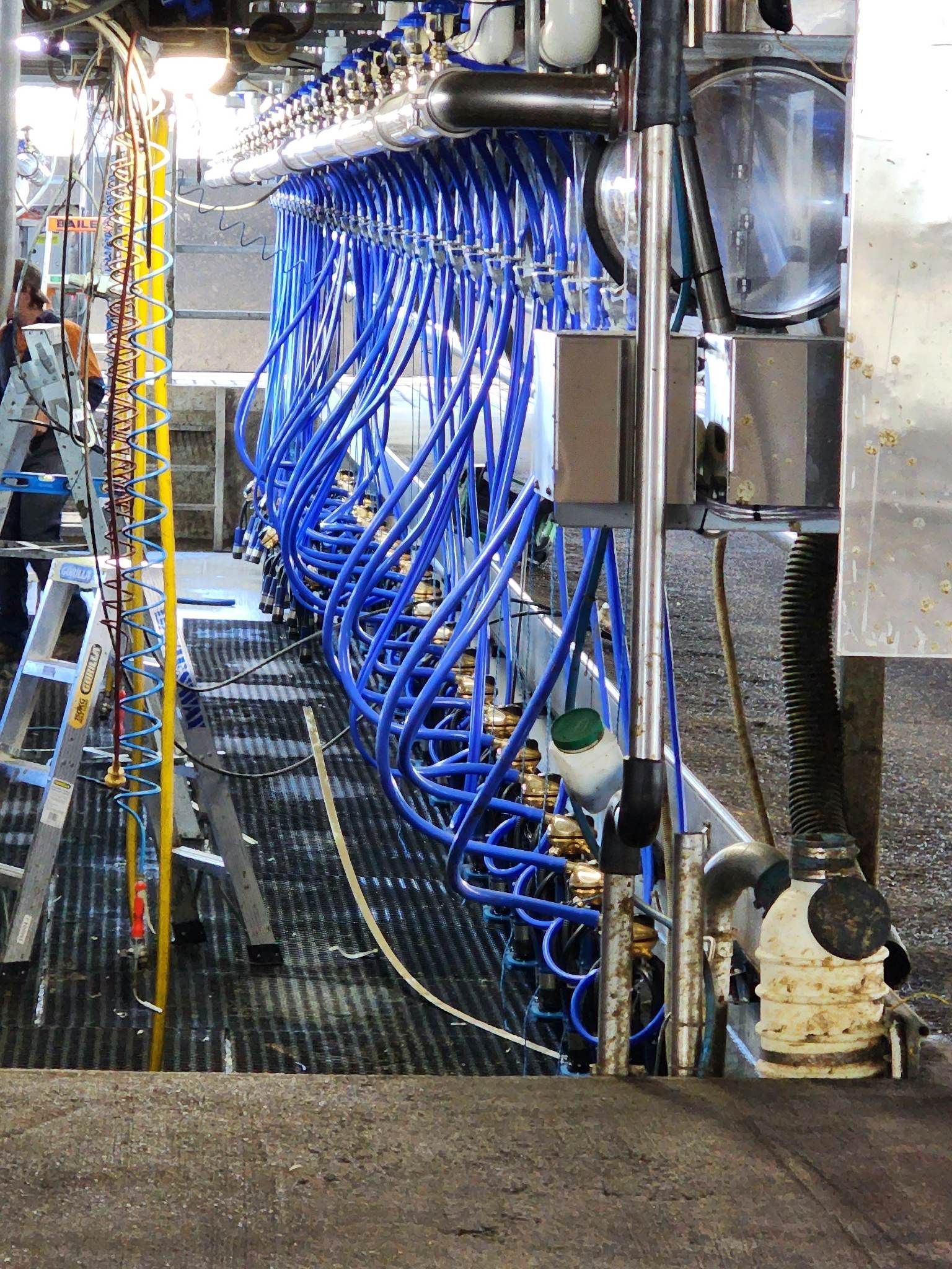 A field of green plants with trees in the background