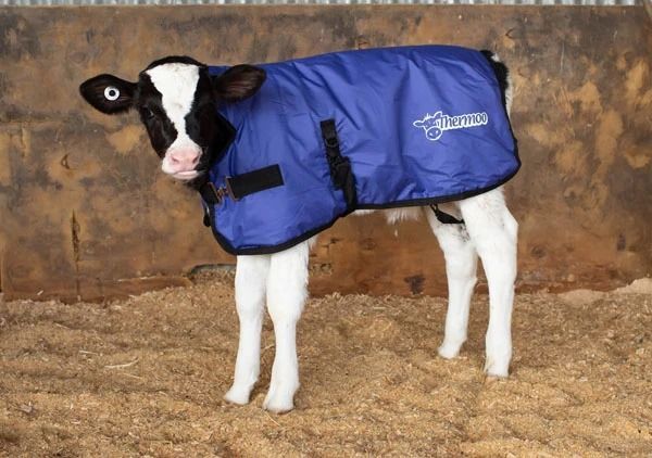 A black and white calf wearing a blue blanket that says ' equine ' on it
