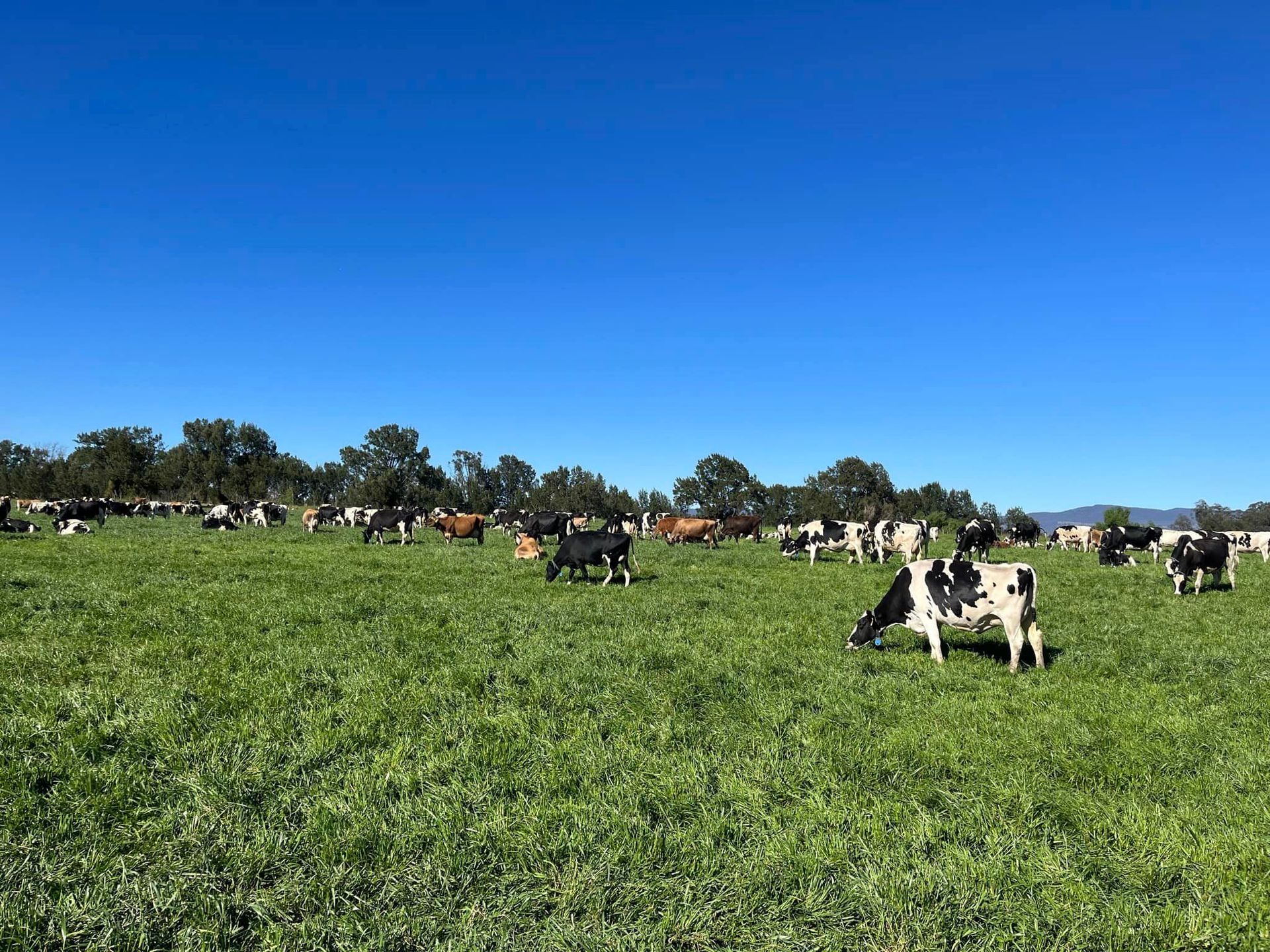 A herd of cows grazing in a grassy field on a sunny day.