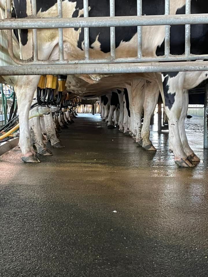 A row of cows are milking in a barn.