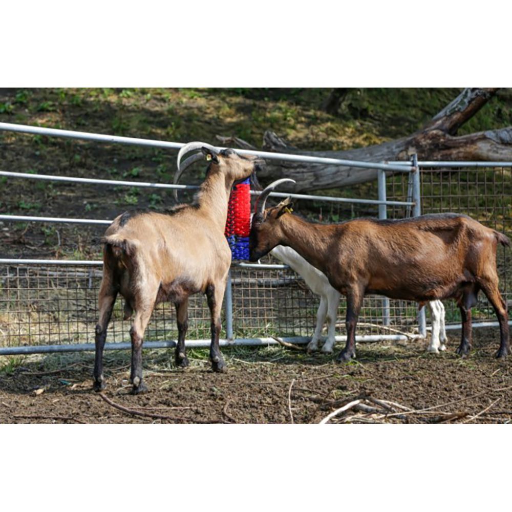 Two goats are standing next to each other in a pen.
