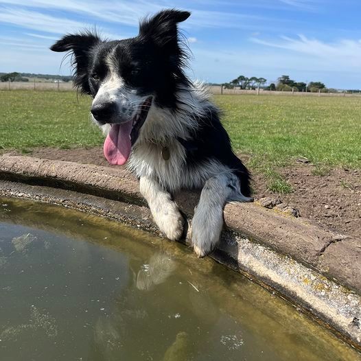 A black and white dog is sitting on the edge of a pond.