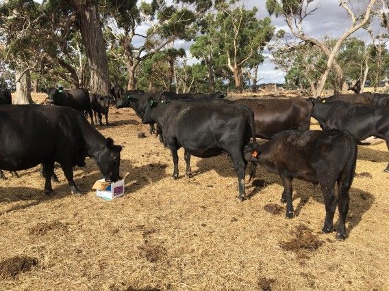 A herd of cows are grazing in a dry grass field.