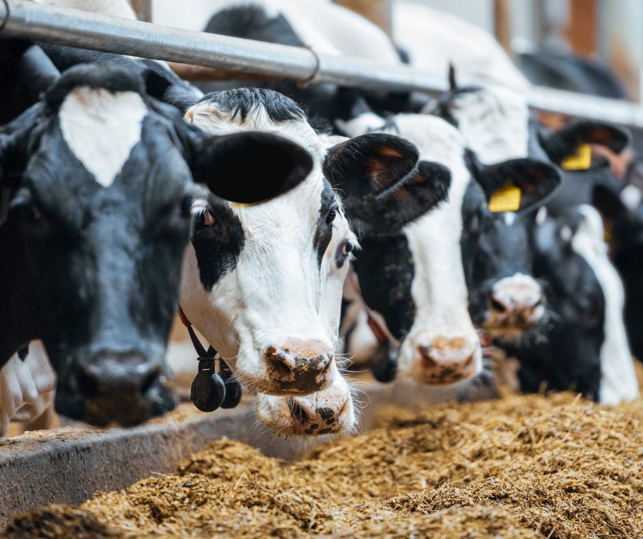 A herd of cows are eating hay from a trough.