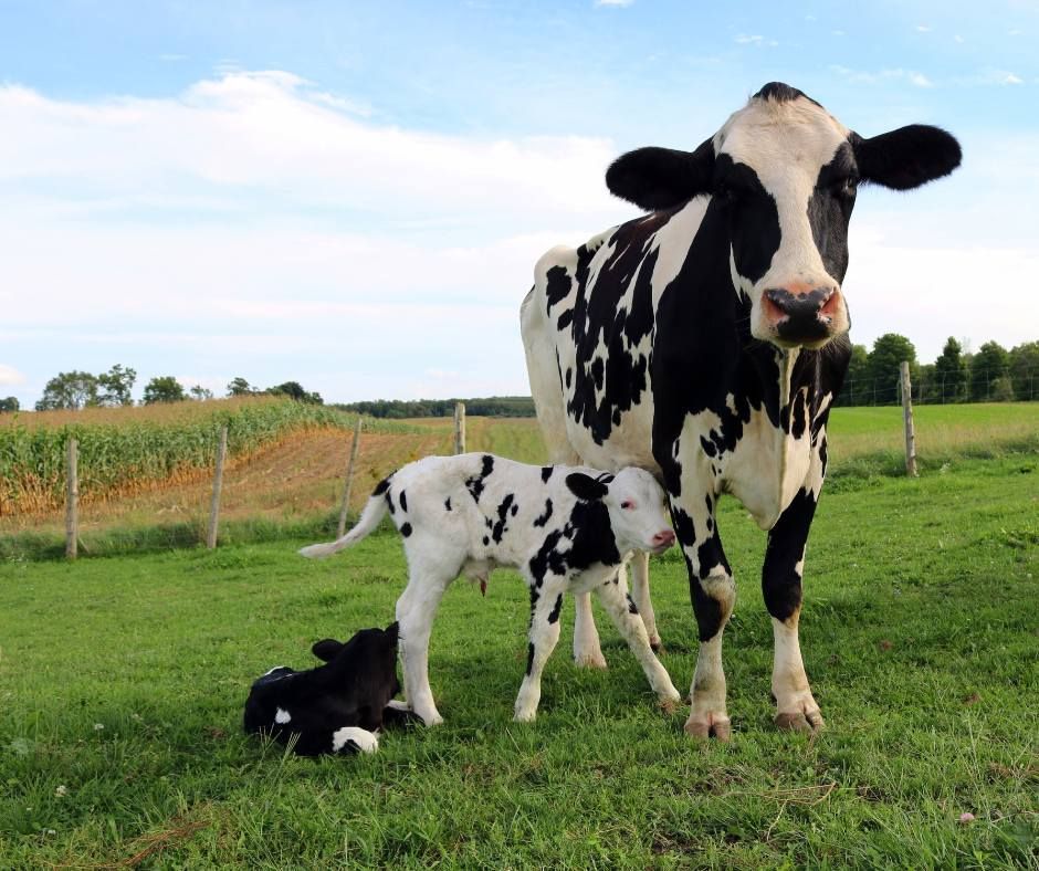 A black and white cow standing next to a baby cow