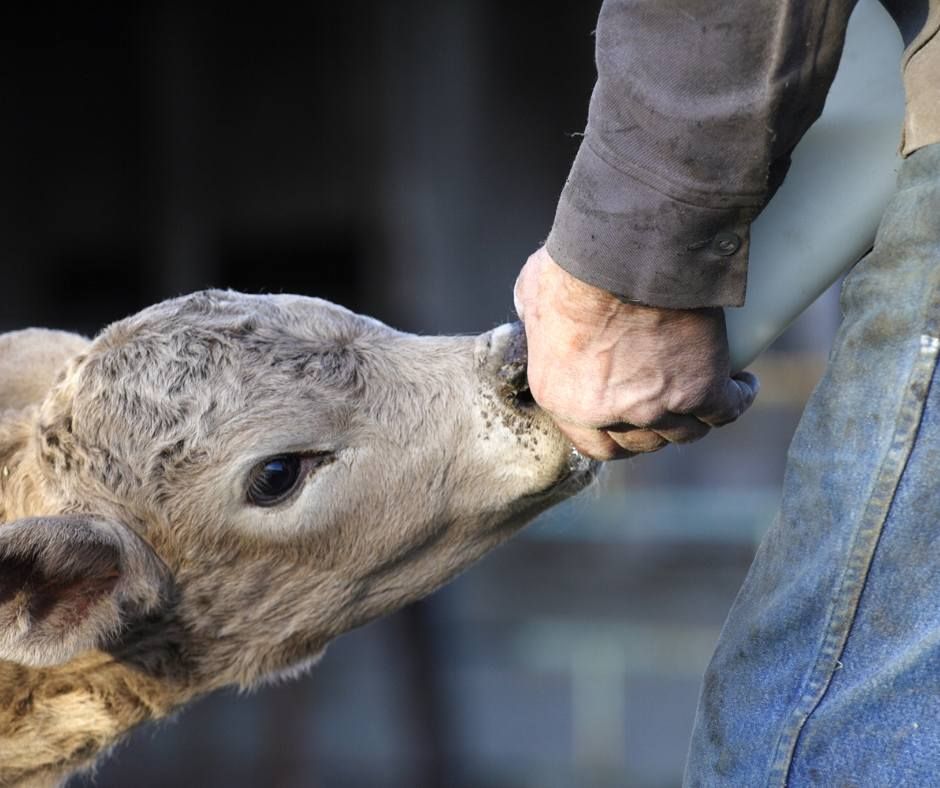 A person is feeding a calf with their hand