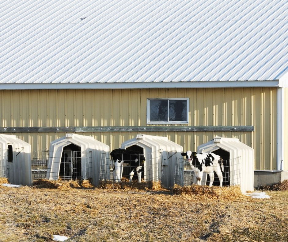 A row of cows standing in front of a building