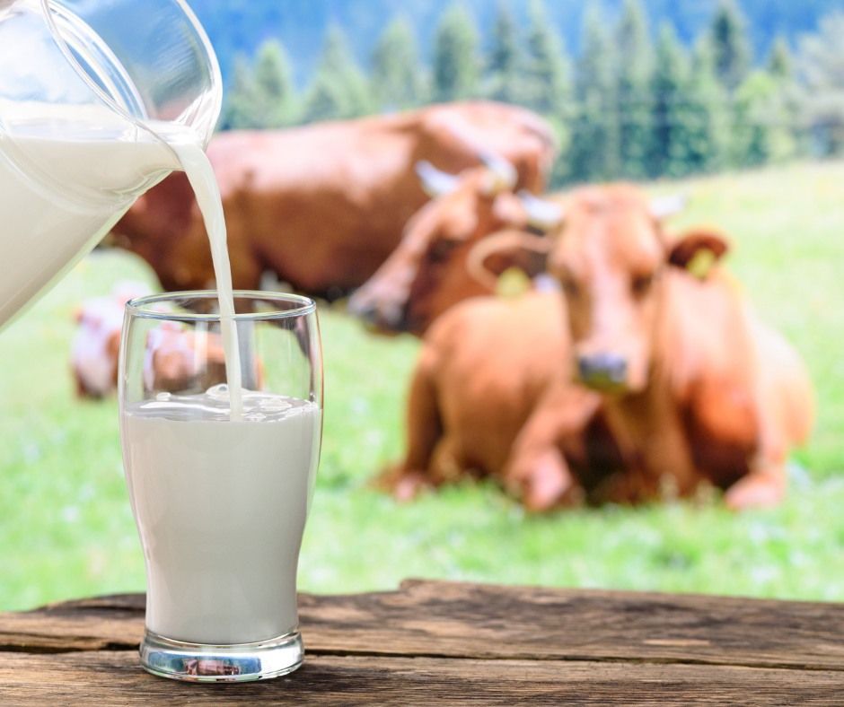 A glass of milk is being poured from a pitcher into a glass.