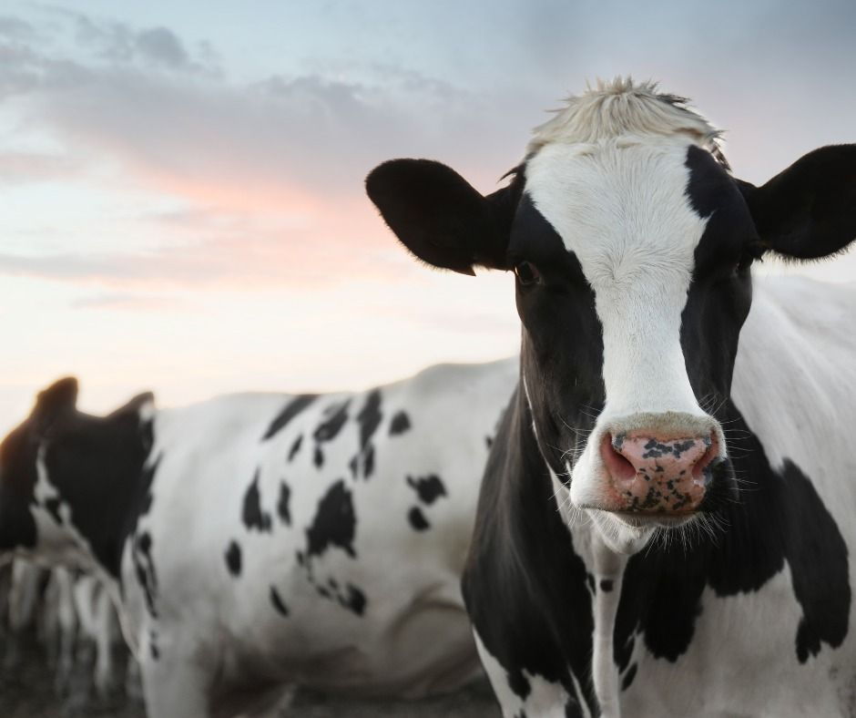 A black and white cow standing in a field looking at the camera.
